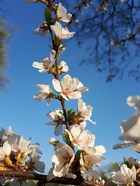 Free Spring Flower photo and picture
