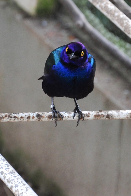 Free Bird Blue photo and picture