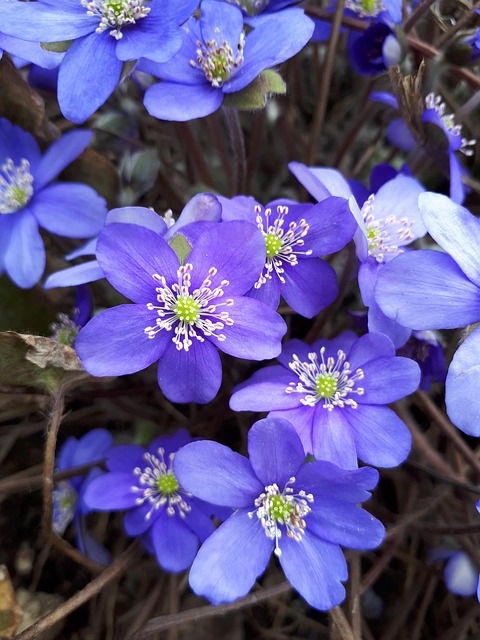 Free Macro Spring photo and picture