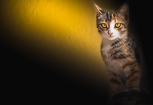 Free Cat Cute photo and picture