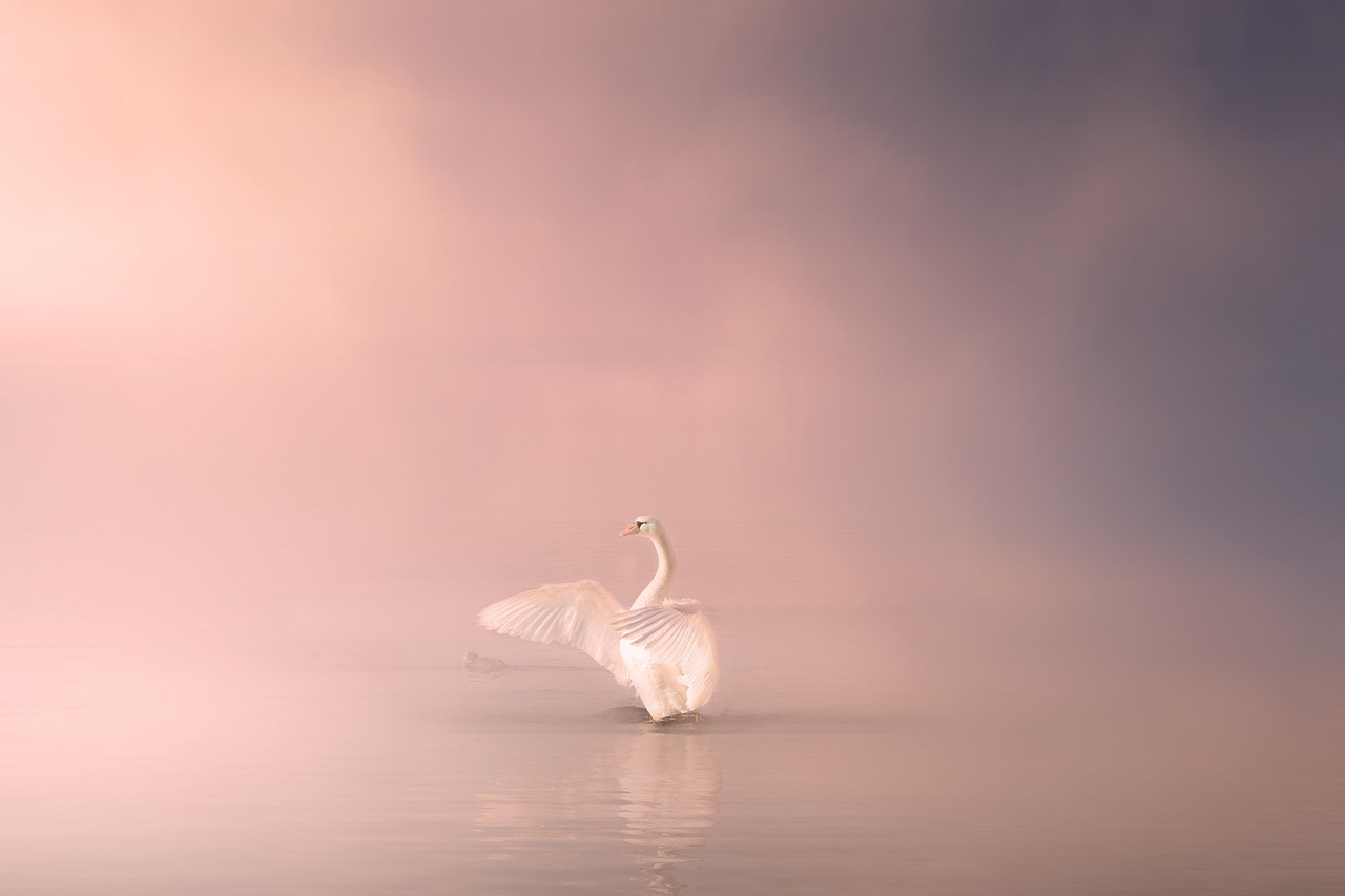 Swan - free online jigsaw puzzle photo