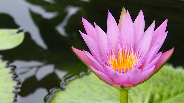 Lotus, Corbel, Water Lily, Pool, Pond