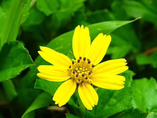 Free Flower Yellow photo and picture