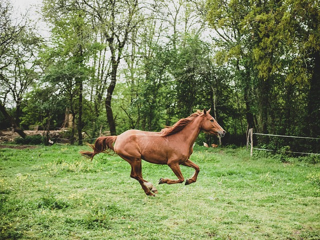 Free Animal Horse photo and picture Free Animal Horse photo and picture