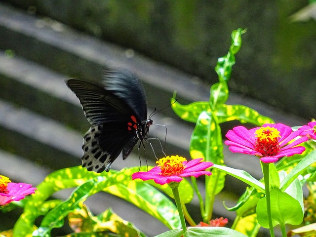 Free Butterfly Flower photo and picture