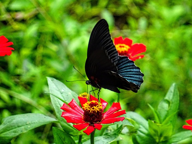 Free Butterfly Flower photo and picture