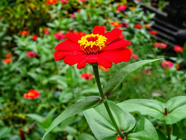 Free Flower Red photo and picture