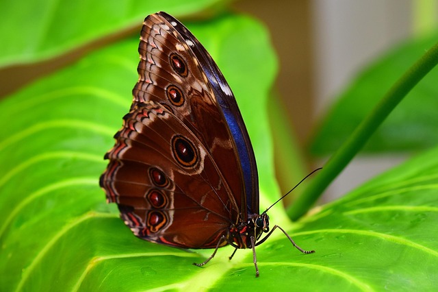 Sommerfugl, Insekt, Natur, Vinger, Fauna