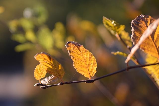 Free Fall Leaf photo and picture