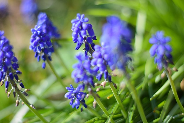 Free Spring Flower photo and picture