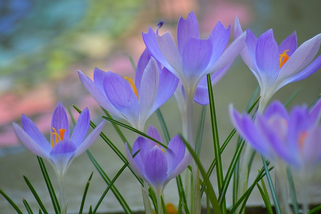 Free Spring Early Bloomer photo and picture