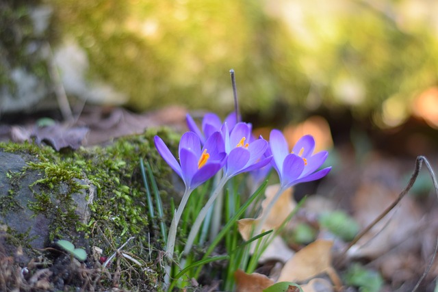 Free Spring Early Bloomer photo and picture