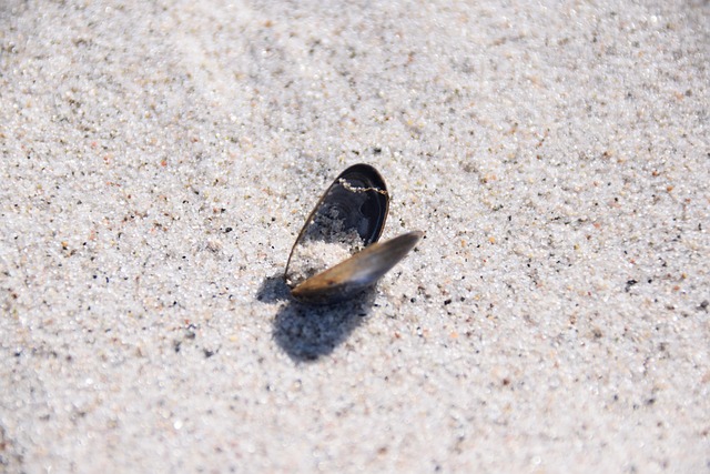 Free Shell Sand photo and picture