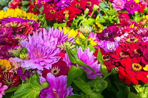 Free Flowers At Dane County Market photo and picture