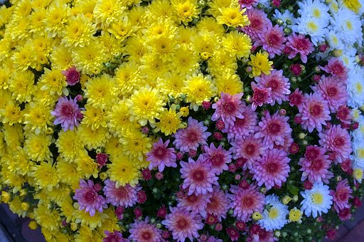 Free Flowers At Madison Market Mums photo and picture