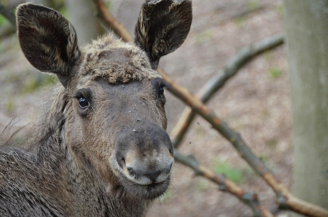 Alce, Novo, Natureza, Animais Selvagens