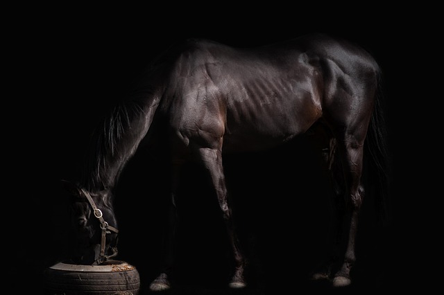 Caballo, Animal, Semental, Pony