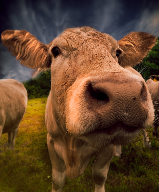 Vaca, La Nariz, Ganado, Animales