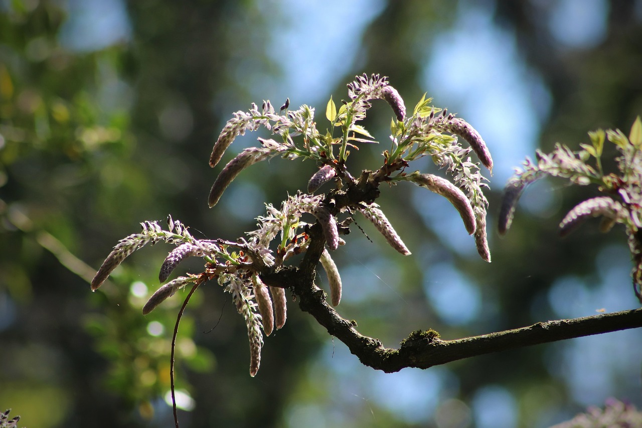 Glyzinie Blauregen Knospen - Kostenloses Foto auf Pixabay