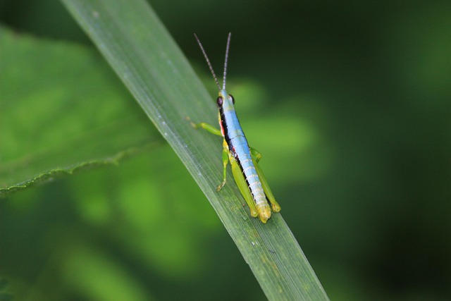 Free Bug Forest photo and picture