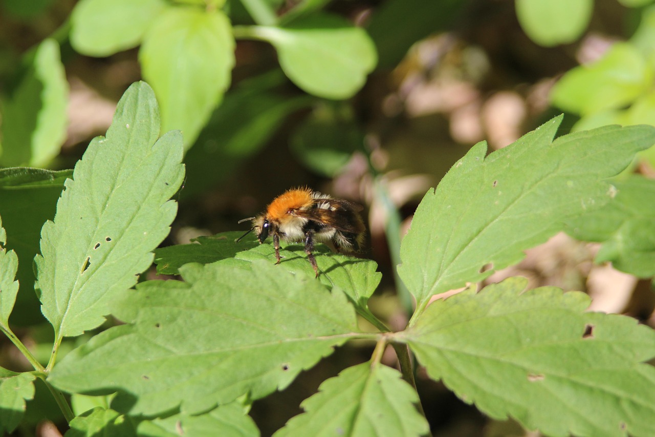 Download free HD stock image of Bumblebee Nature Free Bumblebee Nature photo and picture