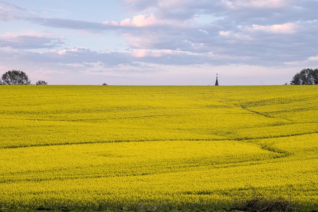 Raps, Feld, Landschaft, Gelb, Feder