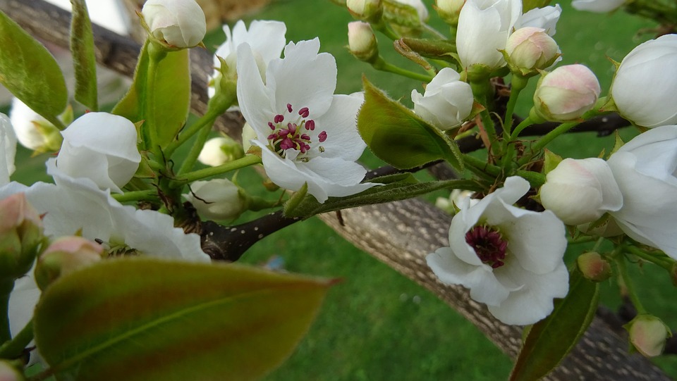 Pear Blossom - Free photo on Pixabay - Pixabay