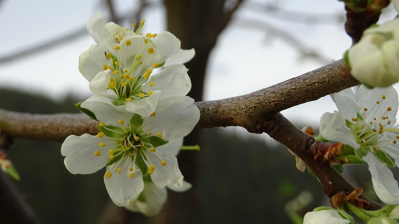开花 春天 树 - Pixabay上的免费照片 - Pixabay