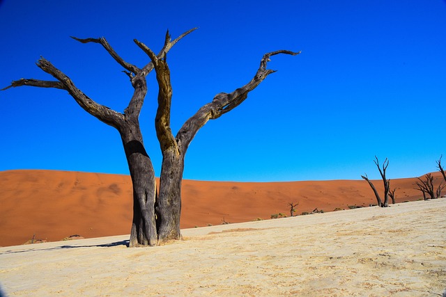 Namibia, Død Vlei, Ørken, Afrika