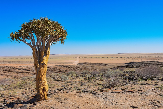 Namibia, Afrika, Ørken, Tre