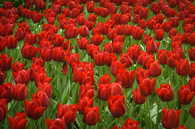 Bloemen, Mooie Bloemen, Natuur, Tulpen