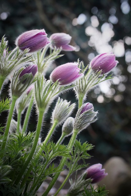 Free Flower Spring photo and picture