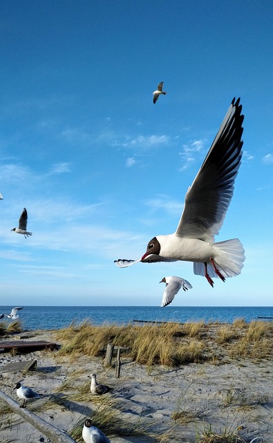 Free Gulls Baltic Sea photo and picture