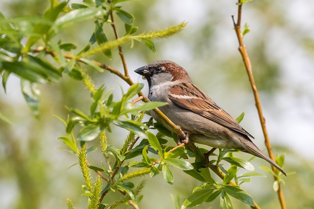Free Bird Nature photo and picture