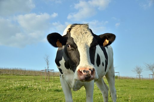 Free Cow Cattle photo and picture