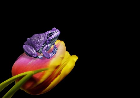 Frø, Tulipan, Blomst, Dyr, Natur, Kunst