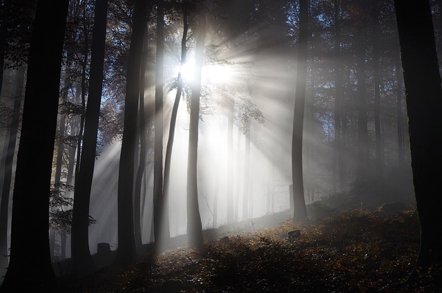 Free Forest Fog photo and picture