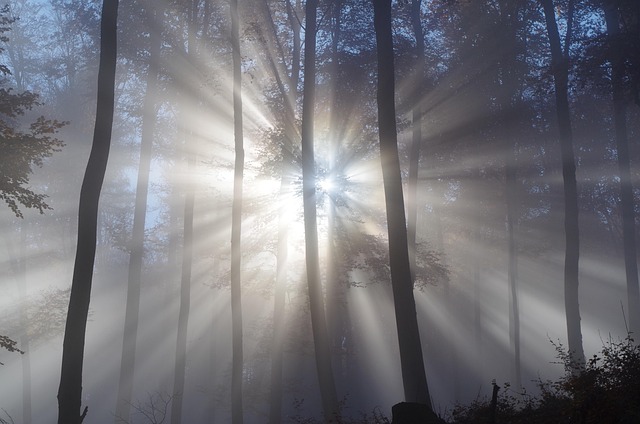 Free Forest Fog photo and picture