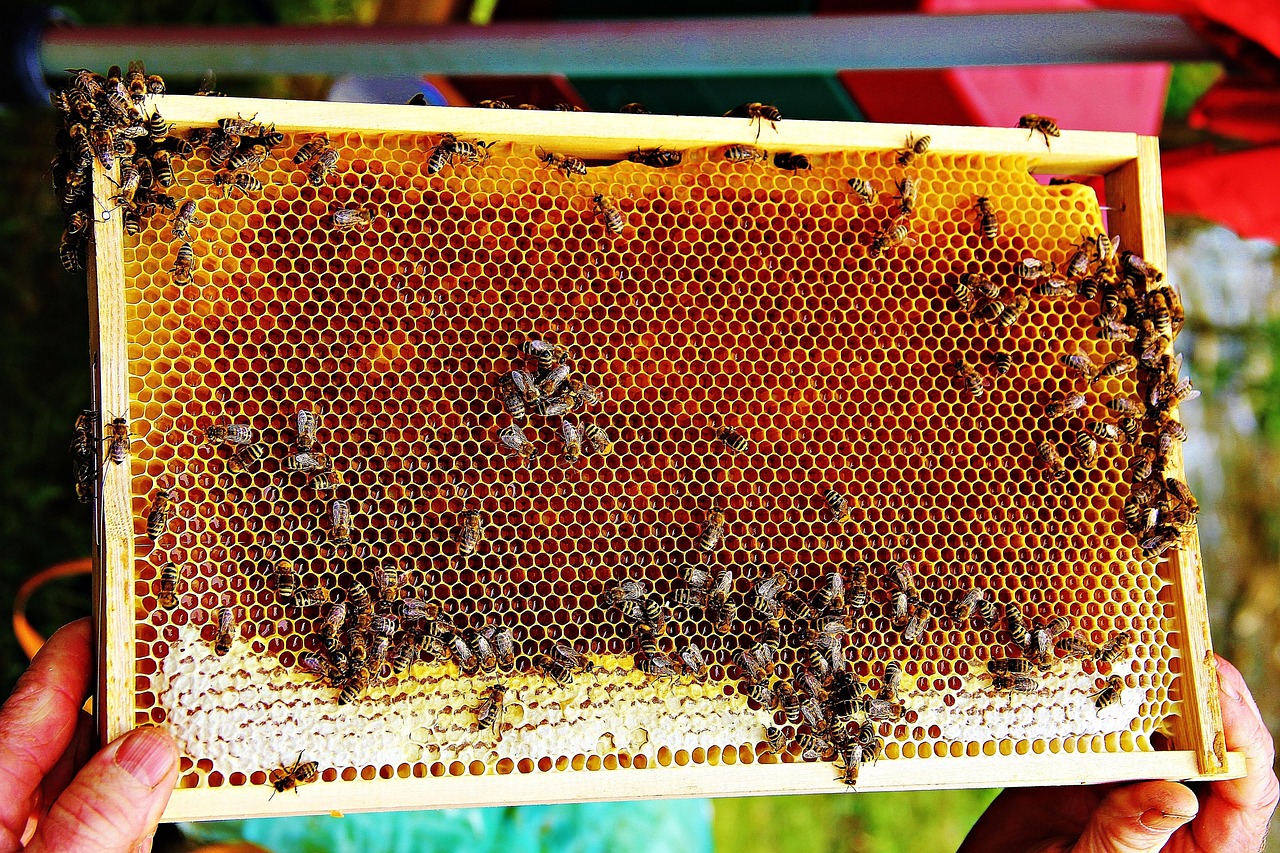 90+ Free Queen Bee & Bee Images - Pixabay