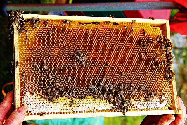 Bier, Bee Honey, Honning, Insekt, Bikage