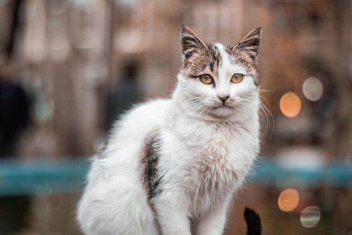 Free Cat Animal photo and picture