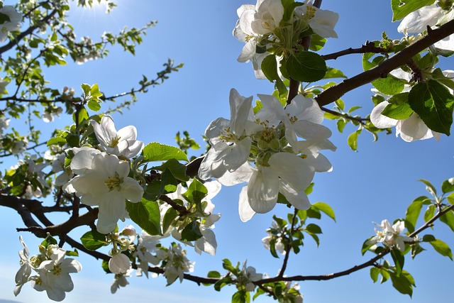 Free Fruit Tree Blossoming Spring photo and picture