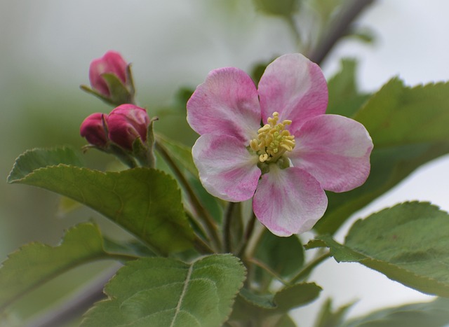 Free Flower Apple Blossom photo and picture