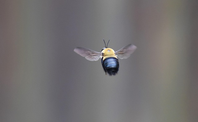Free Bee Borer Bee photo and picture