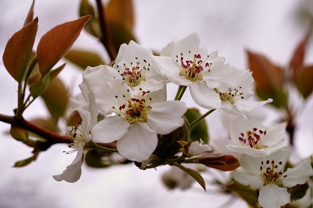 Free Pear Tree Blossom photo and picture