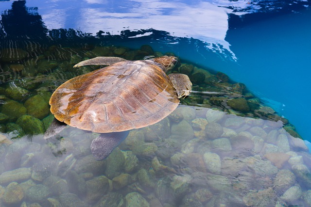 Free Turtle Water photo and picture