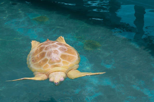 Free Turtle White photo and picture