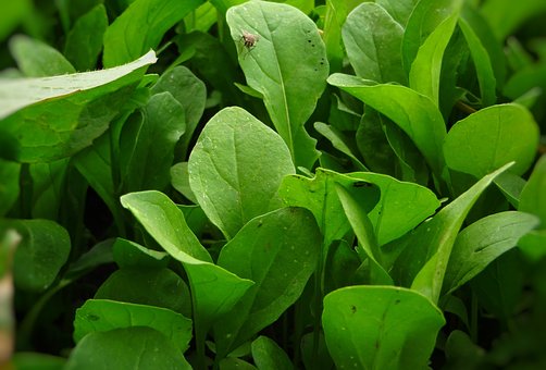 Verde, Rúcula, Planta, Una Mosca
