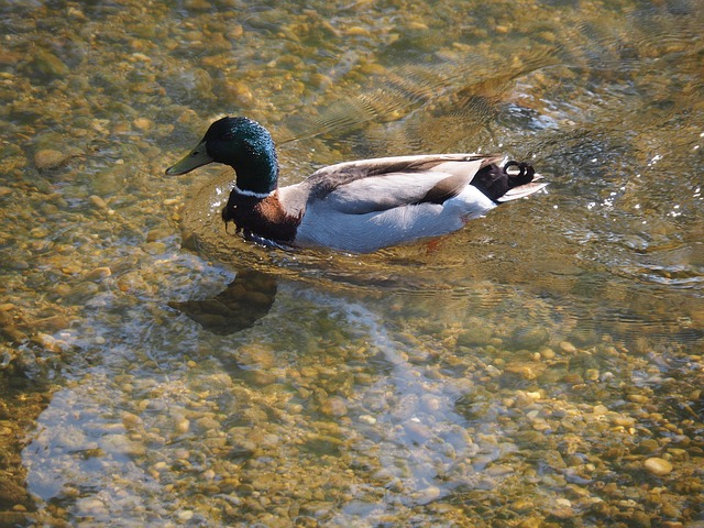 Free Duck Aquatic Animal photo and picture