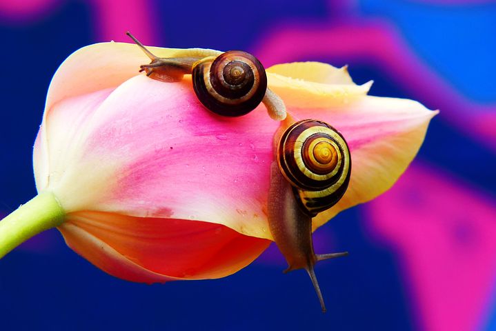  Biologie Fotos - Kostenlose Bilder Downloads - Pixabay Bildidee 